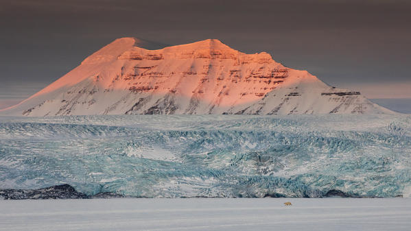 Polar bear (ursus maritimus) in Billefjorden, near Pyramiden, in western Spitsbergen Island, Svalbard.
