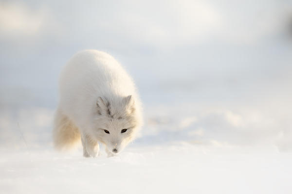 Arctic fox in Pyramiden,(Vulpes lagopus), Billefjorden, Spitsbergen, Svalbard
