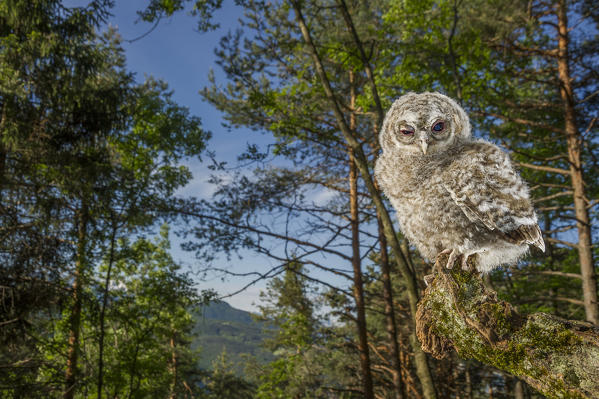 Baby tawny owl in the woods, Trentino Alto-Adige, Italy