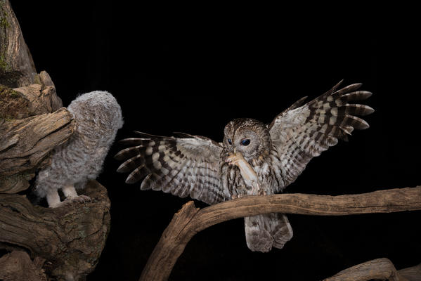 The Tawny owl feeds its young, Trentino Alto-Adige, Italy