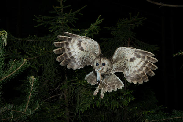 Tawny owl in night flight with a mouse in its beak, Trentino Alto-Adige, Italy