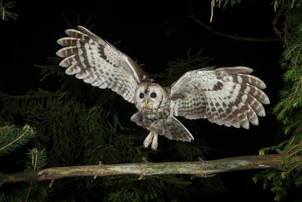 Tawny owl in night flight with a mouse in its beak, Trentino Alto-Adige, Italy