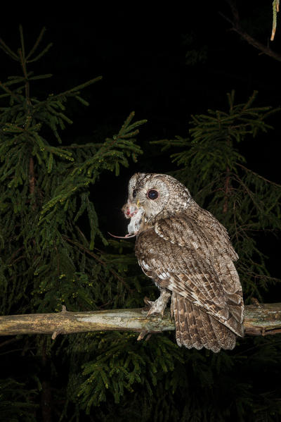 Tawny owl with prey in its beak, Trentino Alto-Adige, Italy