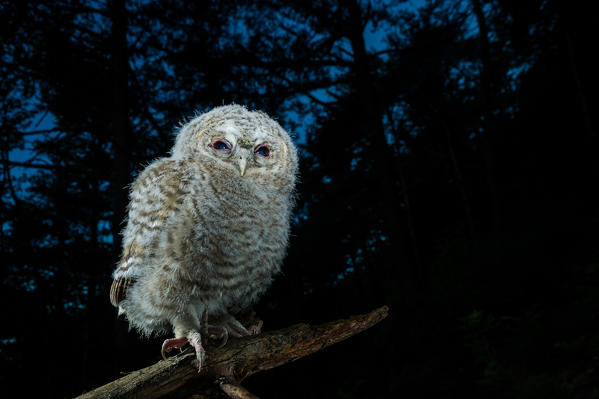 Young Tawny owl by night, Trentino Alto-Adige, Italy