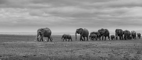 Amboseli Park,Kenya,Africa 
A family of elephants walking in the park Amboseli