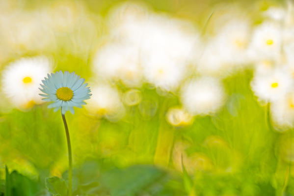 Garda Lake,Brescia,Lombardy,Italy
A field of daisies photographed with the Meyer Trioplan
