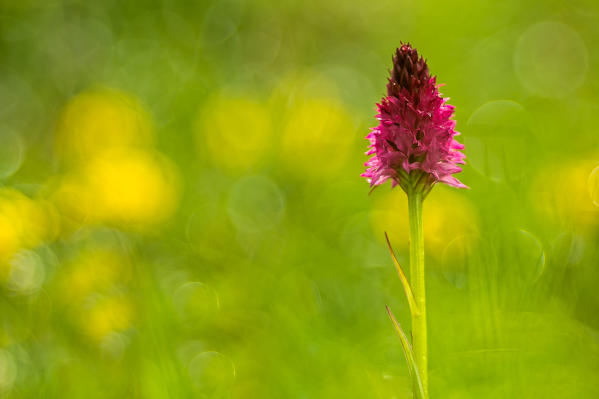 Gaver,Bagolino,Brescia,Lombardy,Italy
An orchid Nigritella Rubra photographed in the meadows of the plain of Gaver