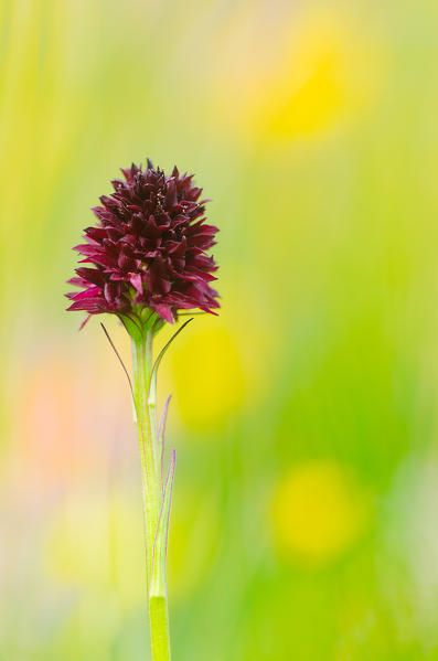 Gaver,Bagolino,Brescia,Lombardy,Italy
A nigritella rubra orchid photographed in the plain of Gaver
