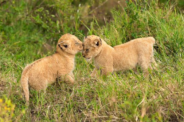 Masai Mara Park, Kenya, Africa
Gestures of affection between two lion cubs 