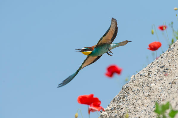 Canneto sull'Oglio, Mantova,Lombardy, Italy
A bee-eater photographed while flying over the poppy flower