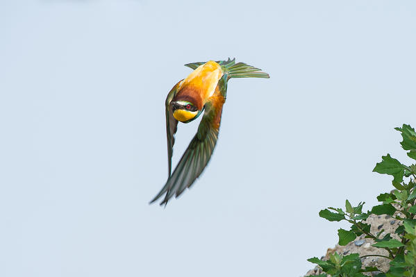 Canneto sull'Oglio, Mantova,Lombardy, Italy
The bee-eater  photographed in flight