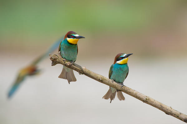 Canneto sull'Oglio, Mantova,Lombardy, Italy
Copy of bee-eaters on a branch laid.