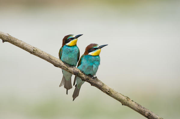 Canneto sull'Oglio, Mantova,Lombardy, Italy
Copy of bee-eaters on a branc.