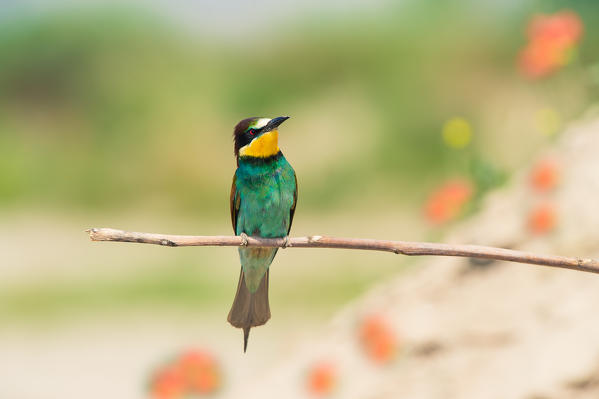 Canneto sull'Oglio, Mantova,Lombardy, Italy
The bee-eater (Merops Merops Linnaeus, 1758) is photographed while resting a branch. In the background, out of focus, you see poppies