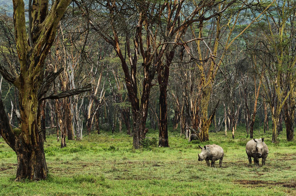 Lake Nakuru reserve,Kenya,Africa
Two rhinos, mother and son, photographed in the forest of Lake Nakuru