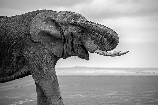 Amboseli Park, Kenya,Africa
Closeup of a male elephant. Photo in black and white.