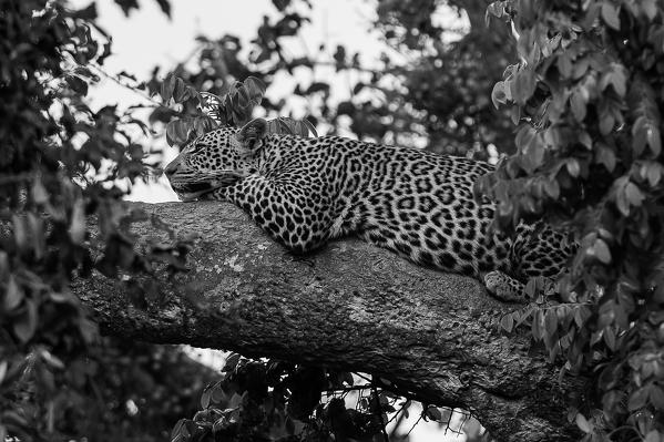 Masai Mara Park, Kenya,Africa
Female leopard photographed while resting on a tree trunk