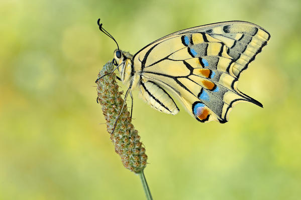 Parma,Emilia Romagna,Italy
Macro photograph of Papilio machaon on a perch