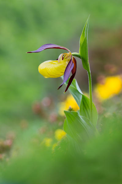 Gaver,Bagolino,Lombardy,Kenya
The Cypripedium calceolus, also called lady's slipper, is one of the most beautiful orchids