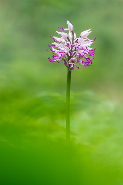 Brescia,Lombardy,Italy
An orchid Orchis Simia spontaneous recovery in Brescia countryside