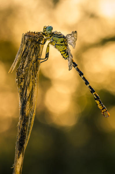Brescia,Lombardy,Italy
Macro of dragonfly resting on a perch