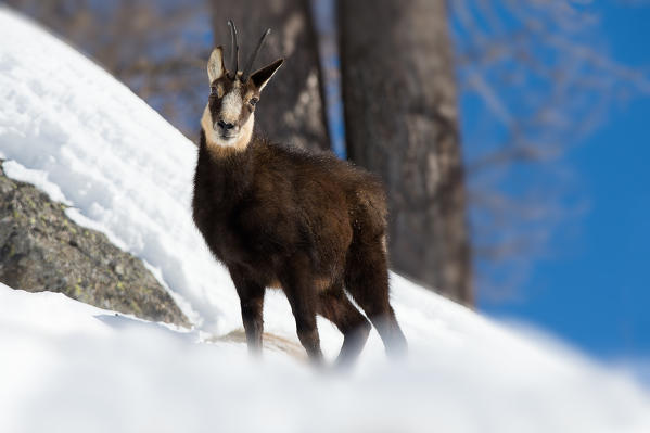 Ceresole Reale,Gran Paradiso Park,Piemonte,Italy
A young chamois photographed while looking for food in the snow.