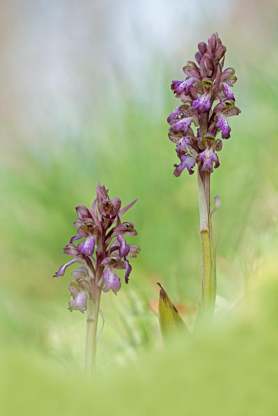 Parma,Emilia Romagna,Italy
A copy of spontaneous Barlia robertiana orchid photographed in the countryside of Parma