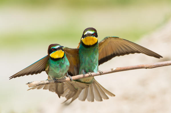 Canneto sull'Oglio, Mantova,Lombardy, Italy
Copy of bee-eaters on a branch.