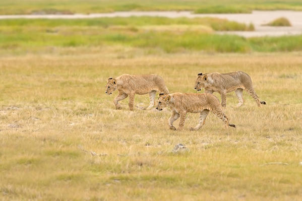 Amboseli Park,Kenya, Africa
three lion cubs walking together
