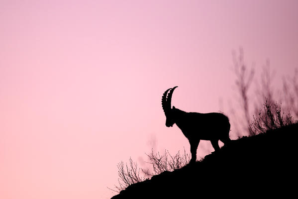 Ibex in silhouette under Monviso mountain, Piedmont, Italy