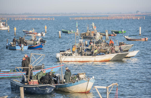 Sacca di Scardovari, Porto Tolle, province of Rovigo, Delta del Po, Veneto, Italy, Europe