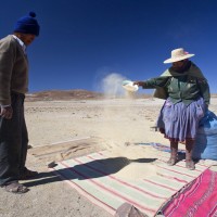 Contadini in abiti tipici lavorano la Quinoa nel Sud Lipez