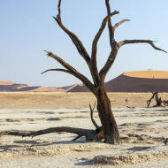 Alberi spogli deserto del Namib Africa