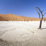 Alberi spogli deserto del Namib Africa