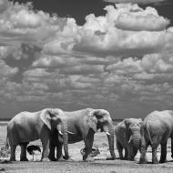 Elefanti in Namibia