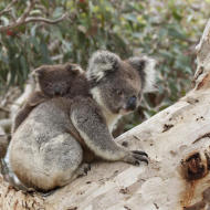 Mamma Koala  con piccolo