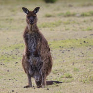 Wallaby, Kangaroo Islandù