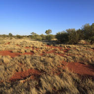 Outback Australiano