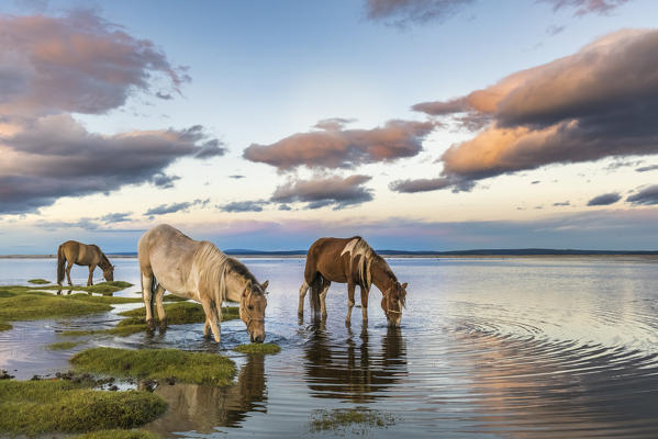 Horses grazing and drinking water from Hovsgol Lake at sunset Hovsgol  province Mongolia