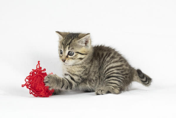 cat playing with wool