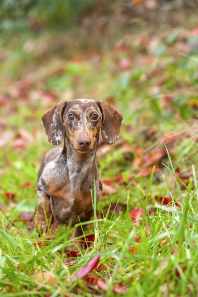 Harlequin clearance sausage dog