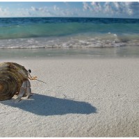 Paguro su una spiaggia delle Maldive