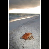 Paguro su una spiaggia delle Maldive