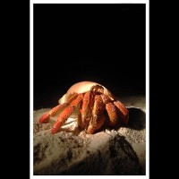 Paguro su una spiaggia delle Maldive
