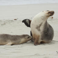 Leoni marini a Kangaroo Island