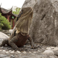 Water dragon, Australia