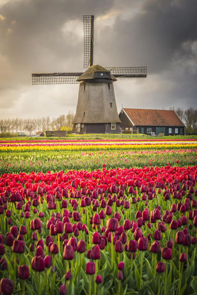 Windmill and tulips fields Alkmaar polder Netherlands