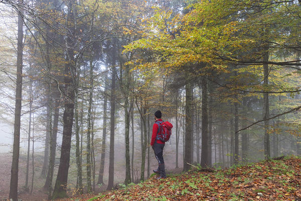 Cansiglio Forest, Fregona, Treviso, Veneto, Italy.