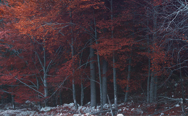 Beeches,Auronzo,Cadore,Dolomites,Veneto,Italy