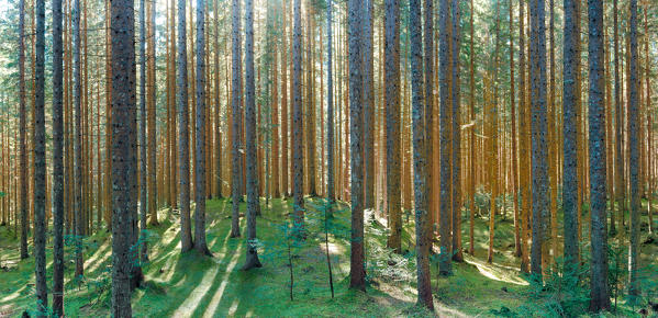 Somadida reservation,natural park,Auronzo,Cadore,Dolomites,Alps,Veneto,Italy